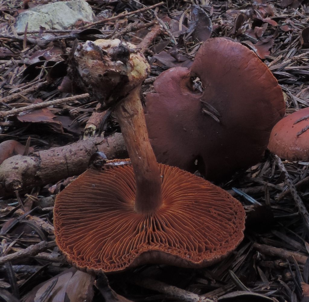 Cortinarius di conifera